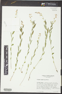 Asemeia grandiflora image