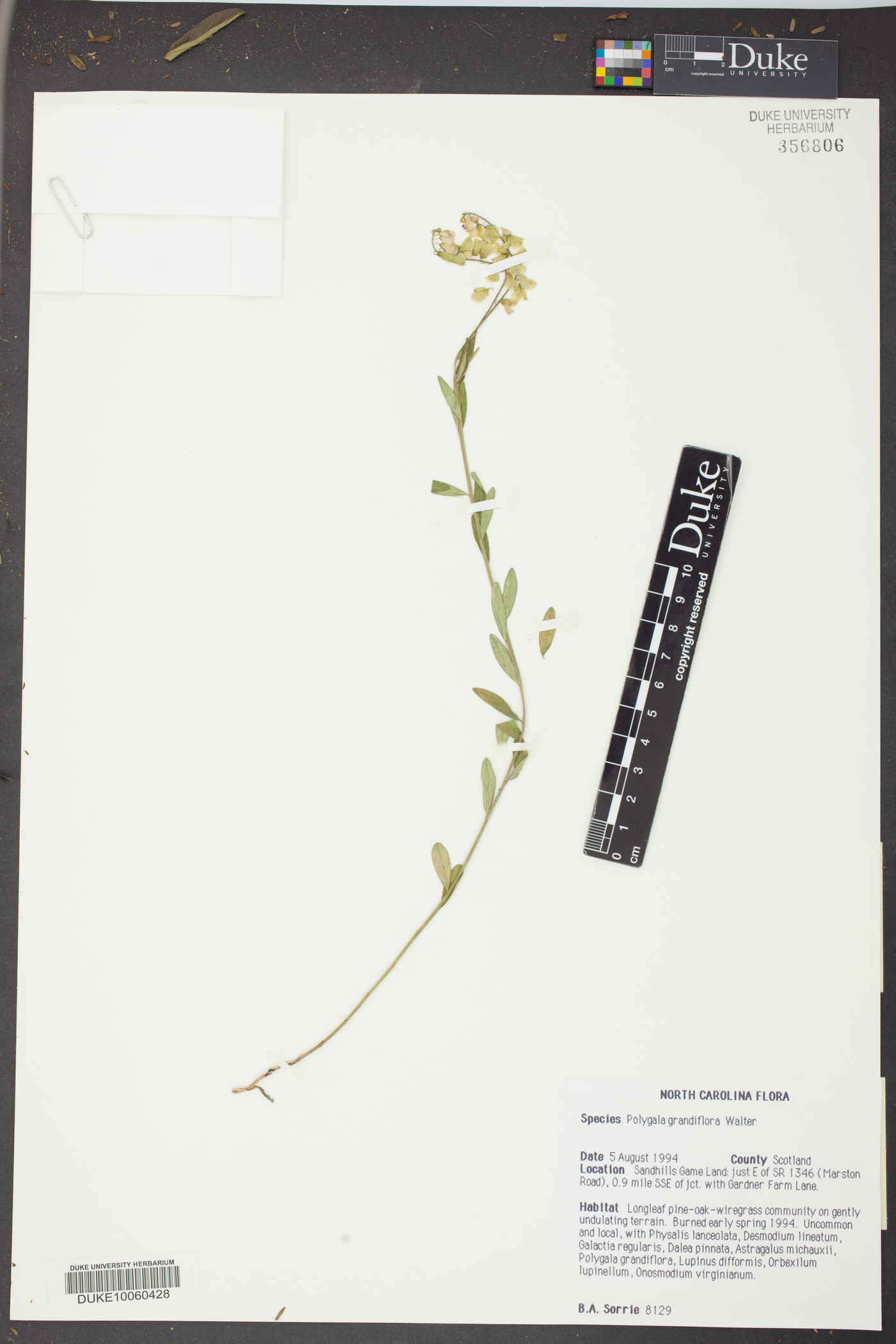 Asemeia grandiflora image