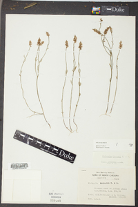 Polygala hookeri image