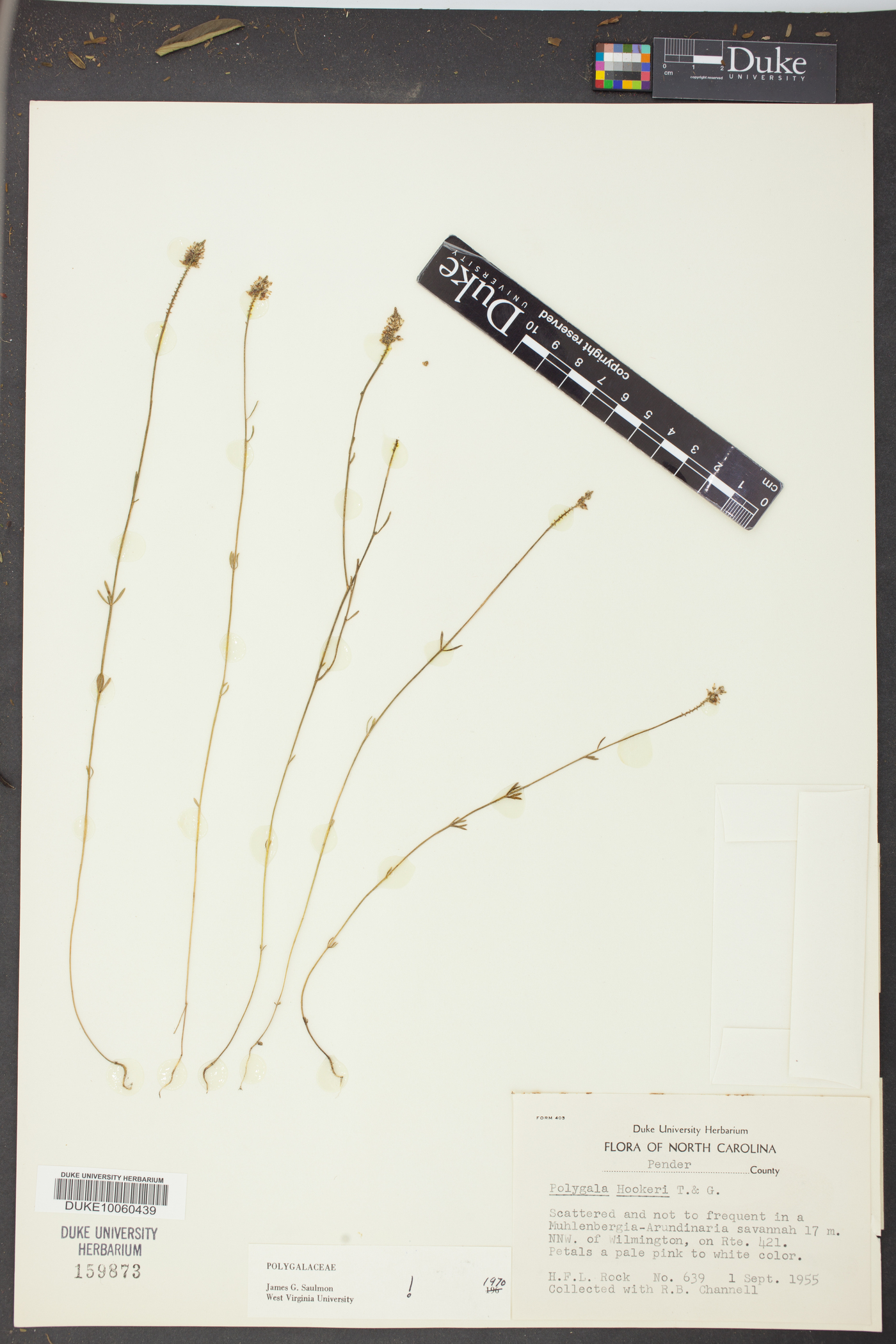 Polygala hookeri image