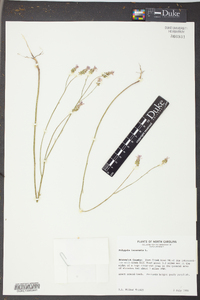 Polygala incarnata image