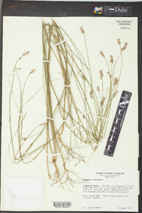 Polygala incarnata image