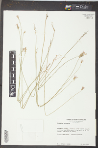 Polygala incarnata image