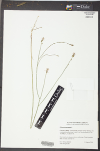 Polygala incarnata image