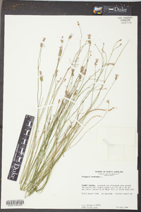 Polygala incarnata image