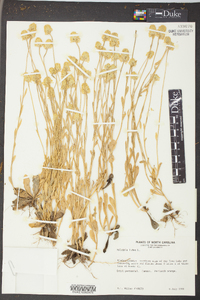 Polygala lutea image