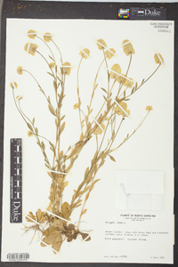 Polygala lutea image