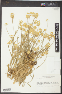 Polygala lutea image