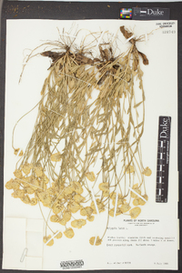 Polygala lutea image