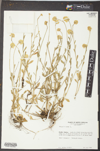 Polygala lutea image