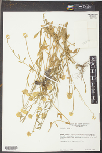 Polygala lutea image