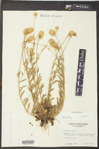 Polygala lutea image