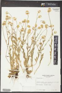 Polygala lutea image