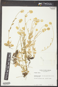 Polygala lutea image