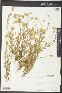 Polygala lutea image