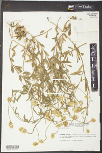 Polygala lutea image