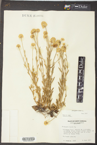 Polygala lutea image