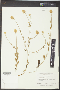 Polygala lutea image