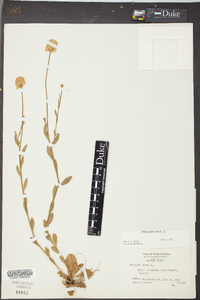 Polygala lutea image