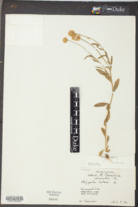 Polygala lutea image