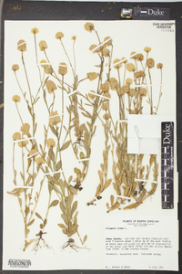 Polygala lutea image