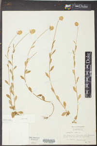 Polygala lutea image