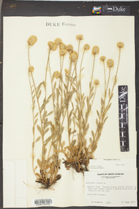 Polygala lutea image