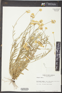 Polygala lutea image