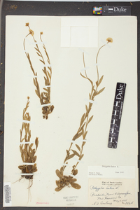 Polygala lutea image