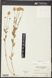 Polygala lutea image