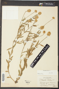 Polygala lutea image