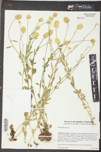 Polygala lutea image