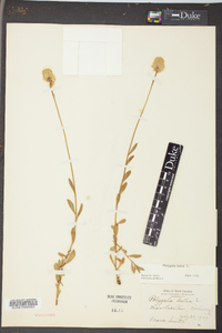 Polygala lutea image