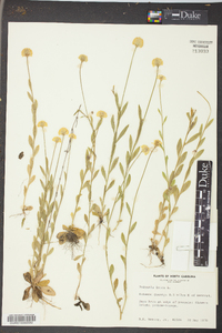 Polygala lutea image