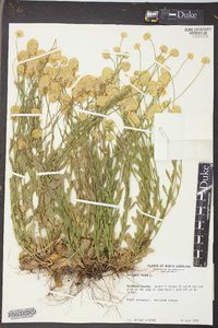 Polygala lutea image