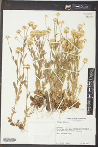 Polygala lutea image