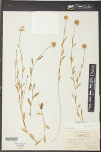 Polygala lutea image