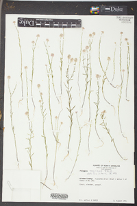 Polygala mariana image