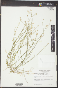 Polygala mariana image