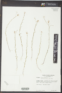 Polygala mariana image