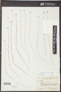 Polygala mariana image