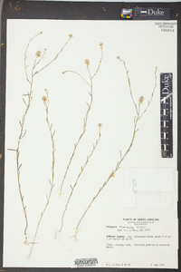 Polygala mariana image