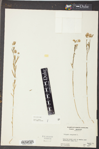 Polygala sanguinea image