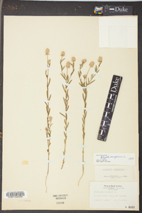 Polygala sanguinea image