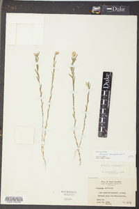 Polygala sanguinea image