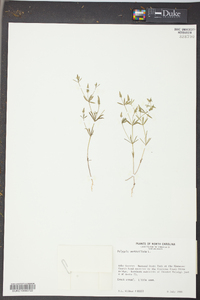 Polygala verticillata image