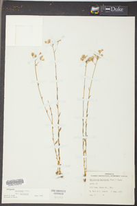 Polygala balduinii image