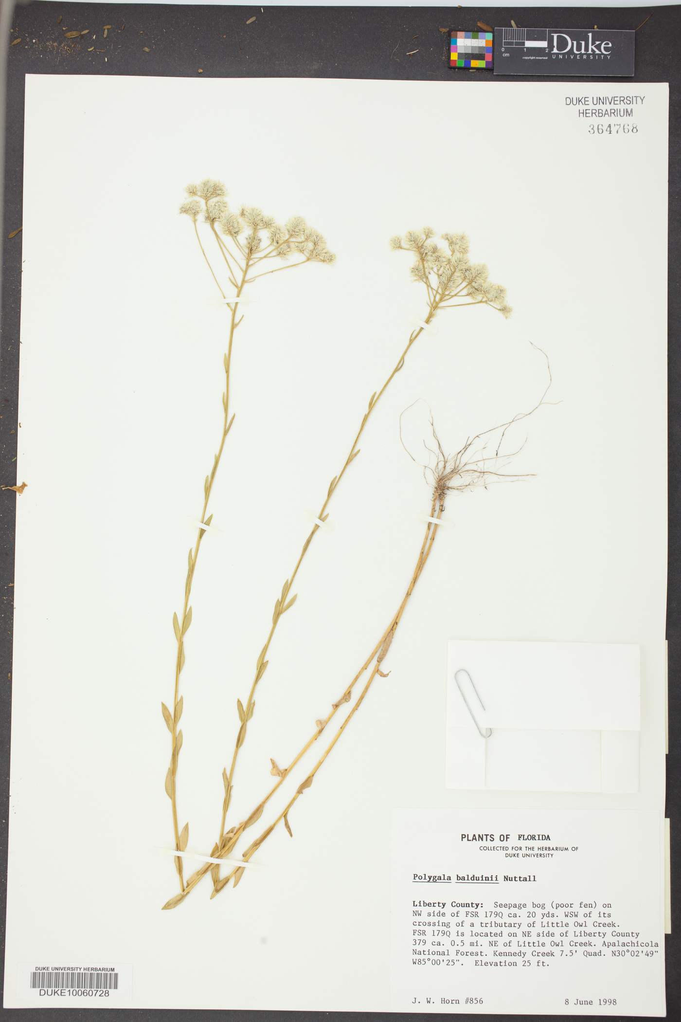 Polygala balduinii image