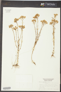 Polygala balduinii image