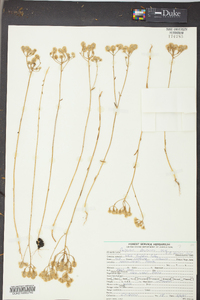 Polygala balduinii image